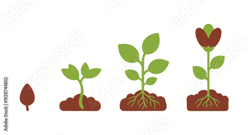 Stages of Plant Growth From Seed to Blooming Flower