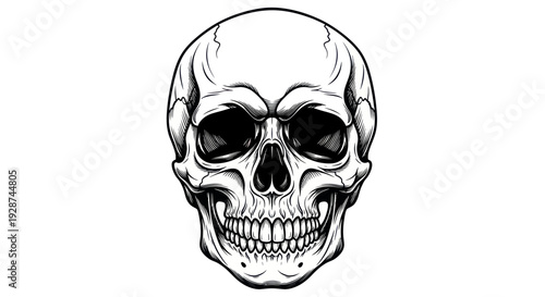 Detailed Black and White Illustration of a Human Skull.