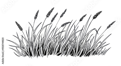 Detailed Black and White Illustration of Tall Grasses Swaying.