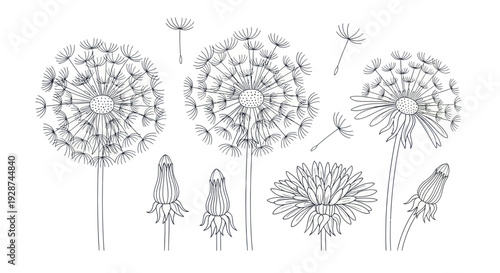 Detailed Botanical Illustration of Dandelion Flowers and Buds.