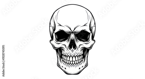 Detailed Hand Drawn Human Skull Illustration with Shading.