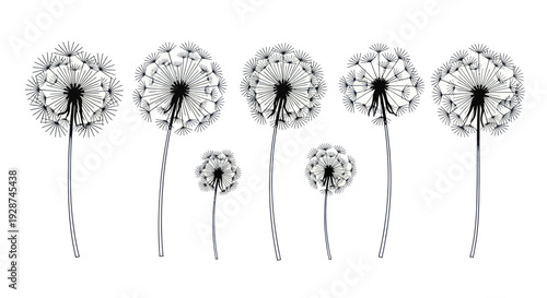 Detailed illustration of multiple dandelion seed heads in various sizes.