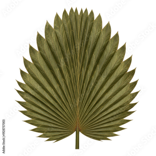 Dried olive green palmate palm leaf isolated on black