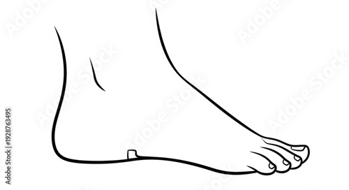 Detailed illustration of a human foot, showcasing anatomy and form, in a simple line drawing.