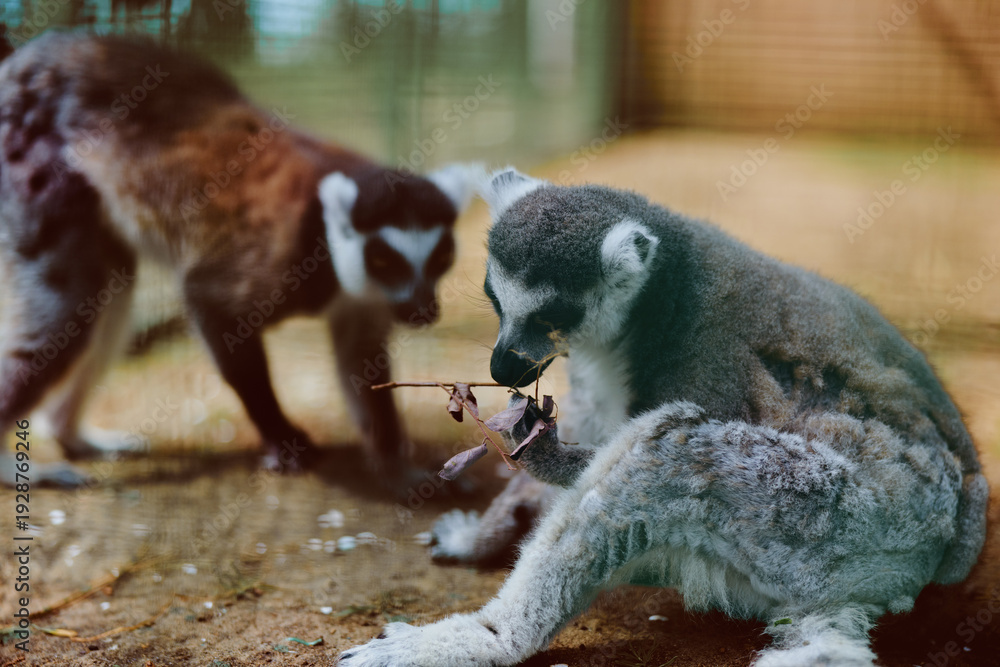 Fototapeta premium lemur primate animal wildlife mammal zoo, two ringtailed lemurs in enclosure, juvenile sitting and feeding on leaves while companion approaches, closeup of soft fur and natural behavior.
