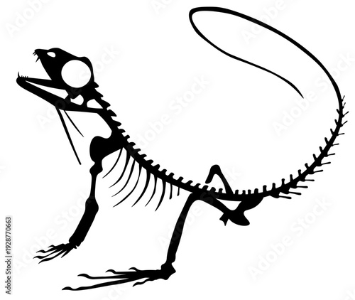 Frilled Lizard Skeleton