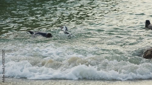 Footage of African penguins swimming and clumsily walking on the beach in the stunning sunshine at Boulders Beach Penguin Colony, Simon s Town, Cape Town, South Africa. Wild African nature animals