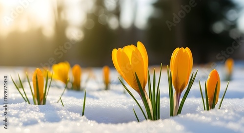 The first spring flowers yellow crocuses on the snow in nature in the rays of sunlight close-up macro