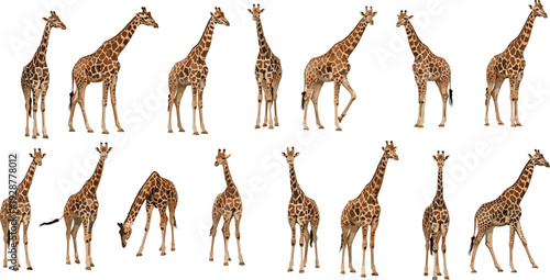 Realistic giraffe set African safari wild animal standing walking grazing poses detailed vector illustration collection