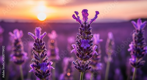 Lavender Field at Sunset with Blooming Flowers.