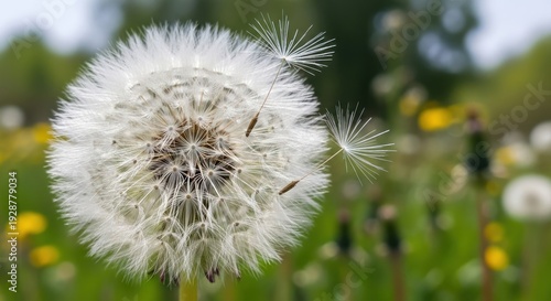 Dandelion Seeds Dispersing in Green Field.