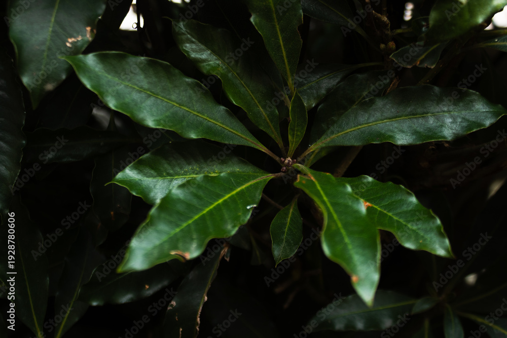 Fototapeta premium Tropical leaf background with vivid, high contrast greens