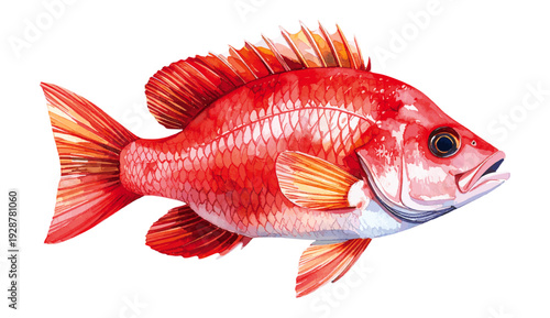 Northern Red Snapper Fish Watercolor Illustration