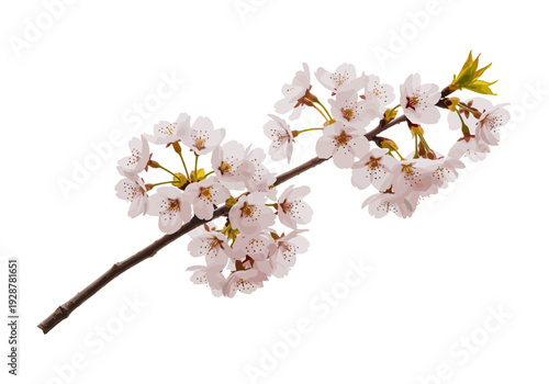 Cherry blossom branch with pink flowers on white background  