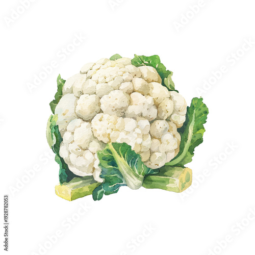 cauliflowers hand drawn vector illustration
