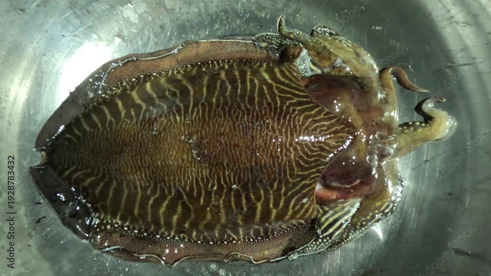 A single cuttlefish displays a broad, oval body with intricate brown ...