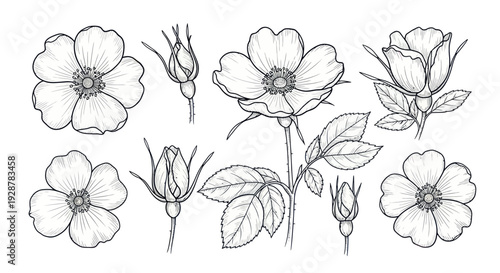 Detailed Botanical Illustration of Wild Rose Flowers and Buds.