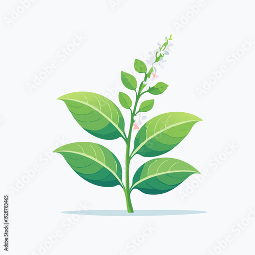 Green plant with leaves and flowers, nature illustration.