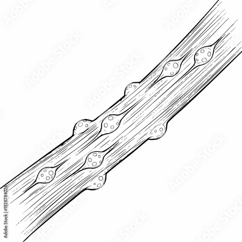 Close Up Thorny Branch With Thorns.