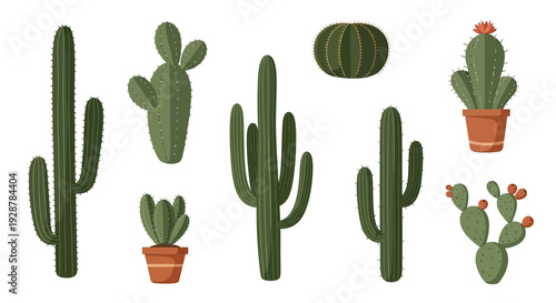 Collection of Various Cactus Plants Illustrations.
