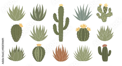 Variety of Cacti and Succulent Plants.