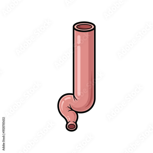 Human Esophagus Anatomy Icon for Upper Digestive Tract and Gastrointestinal Medical Concept