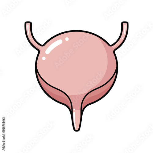Human Urinary Bladder Anatomy Icon for Urinary System and Medical Healthcare Concept