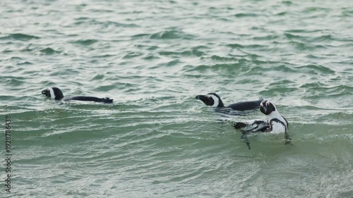Footage of African penguins swimming and clumsily walking on the beach in the stunning sunshine at Boulders Beach Penguin Colony, Simon s Town, Cape Town, South Africa. Wild African nature animals