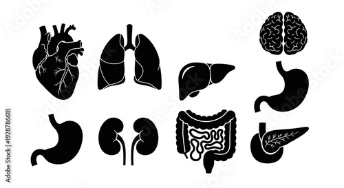 Human Anatomy Organs Set Digestive and Respiratory System Vector Icon