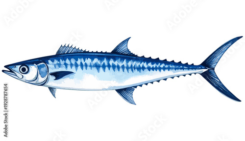 Kingfish Mackerel Fish Watercolor Illustration