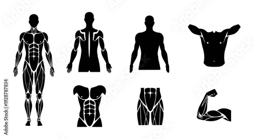Human Muscular System Muscle Groups Bodybuilder Silhouette Medical Icon Set