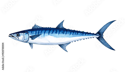 Kingfish Mackerel Fish Watercolor Illustration