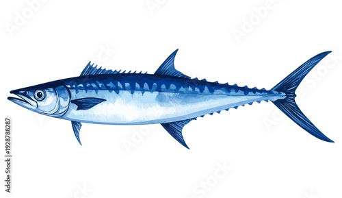 Kingfish Mackerel Fish Watercolor Illustration