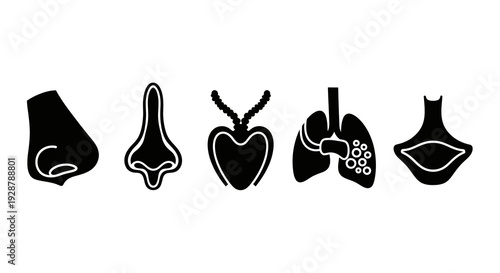 Nose Throat and Lung Respiratory Anatomy Icon for Medical Health