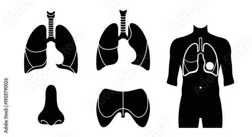 Respiratory System Lungs Diaphragm And Nose Human Anatomy Vector Icon