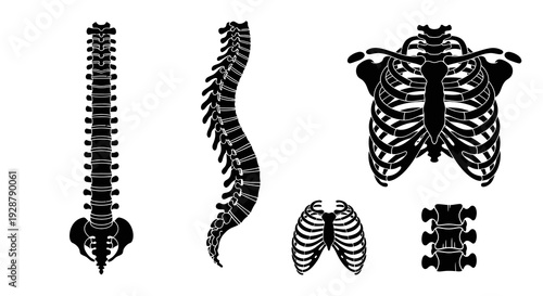 Human Skeleton Spine Rib Cage Bone Anatomy Vector Silhouette Set