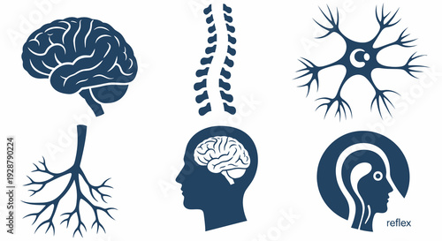 Human Nervous System Brain and Nerve Reflex Anatomy Set