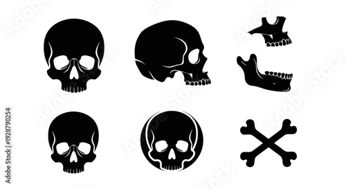 Human Cranium Skull Anatomy and Jaw Bone Icon Collection