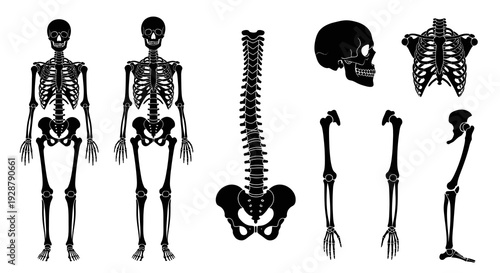 Human Skeletal System Anatomy Bone Structure Icon Design Set