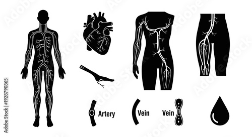 Human Circulatory System Cardiovascular Heart Artery Vein Anatomy Vector Diagram