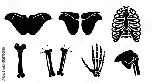 Anatomy Human Bone Set Ribcage Pelvis Femur Hand Orthopedic Vector