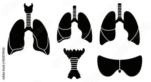 Human Respiratory System Lung Organ And Diaphragm Flat Vector Illustration