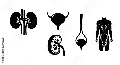 Human Urinary System Kidney and Bladder Anatomy Icons Medical Design
