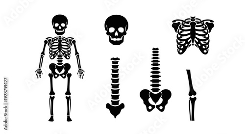 Human Skeleton Bone Anatomy Silhouette Icons for Medical Education Design