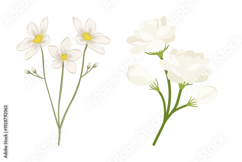 bouquet of jasmine white flowers stalk floral botanical aesthetic illustration elements clip art objects isolated