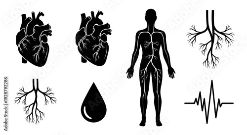 Circulatory System Anatomy Featuring Heart Human Silhouette And Blood Drop