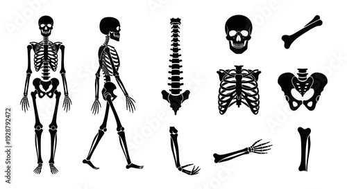 Human Skeleton Anatomy Set With Spine Skull Ribs And Bones