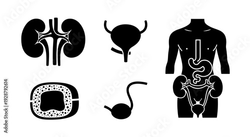 Urinary System Anatomy Set With Kidneys Bladder And Human Silhouette