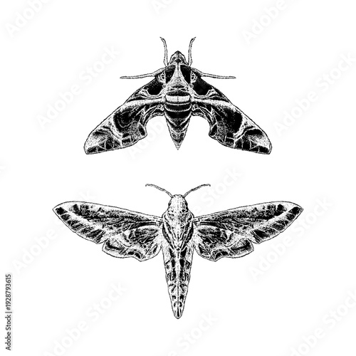 Hand-drawn vector illustration of Oleander Hawk Moths in top and frontal view. Intricate black and white engraving style with fine linework and high contrast texture, isolated on light background. 