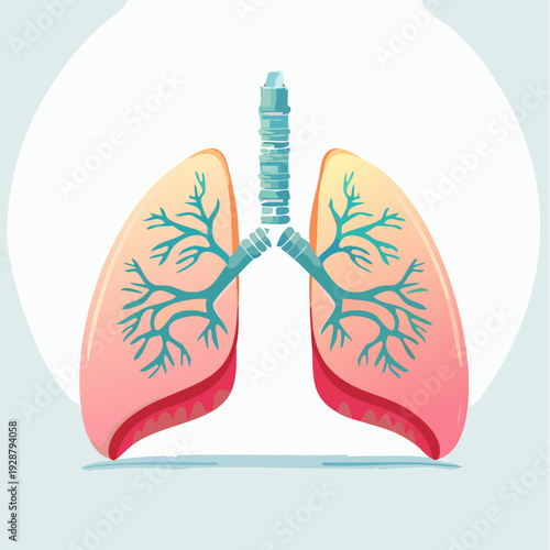 Human Lungs Anatomy Illustration with Bronchial Tree.